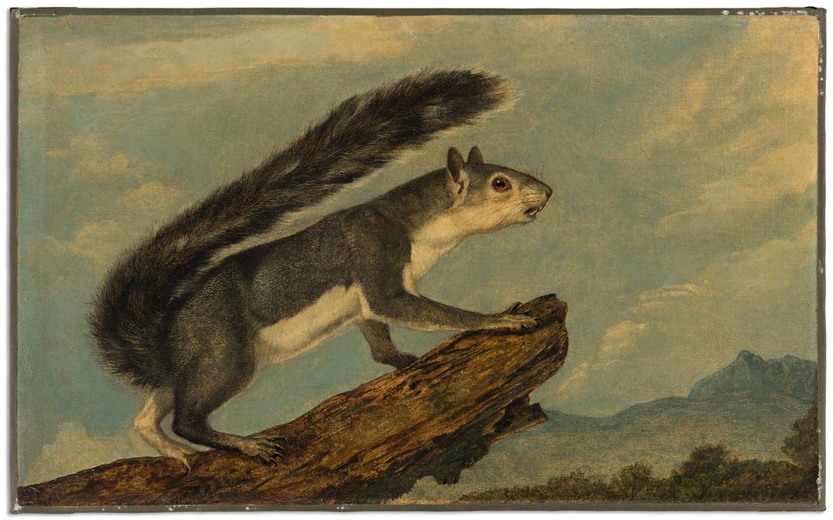 AUDUBON, JOHN WOODHOUSE (1812-1862). California Gray Squirrel.